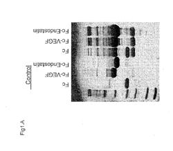 MEANS AND METHODS FOR TREATING ANGIOGENESIS-RELATED DISEASES