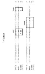 Anti-CD47 Antibodies and Methods of Use Thereof