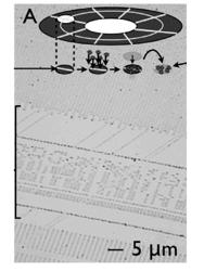 All-Nanoparticle Concave Diffraction Grating Fabricated by Self-Assembly onto Magnetically-Recorded Templates