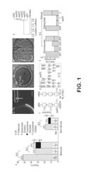 METHODS FOR MAKING AND USING MODIFIED OOCYTES