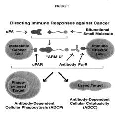 REPROGRAMMING UROKINASE INTO AN ANTIBODY-RECRUITING ANTICANCER AGENT