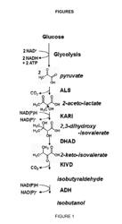 Cytosolic Isobutanol Pathway Localization for the Production of Isobutanol