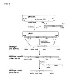 Library of translational fusion partners for producing recombinant proteins and translational fusion partners screened therefrom