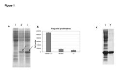 IL-2 DERIVATIVES POLYPEPTIDES WITH AGONIST ACTIVITY FOR THERAPY OF CANCER AND CHRONIC INFECTIONS