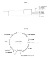 IPNV-ISAV BIVALENT VACCINE USING A VIRUS-LIKE PARTICLE-BASED PLATFORM AND METHODS OF USING THE SAME