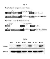 ANTI-CANCER COMPOSITIONS CONTAINING WNT DECOY RECEPTOR