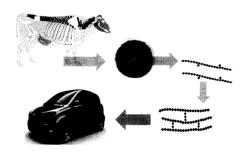 POLYMERS AND PLASTICS DERIVED FROM ANIMAL PROTEINS