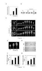 HIGH TEMPERATURE RESISTANT PLANT GENE AND USE THEREOF