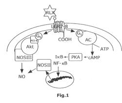 PROCESS FOR PREPARING HUMAN RELAXIN-2