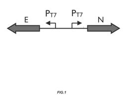 SYNTHETIC GENE CLUSTERS