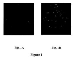 Peptide increasing fusiogenic capacity of a gamete