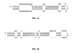 Compositions and Methods for the Diagnosis and Therapy of BCL2-Associated Cancers