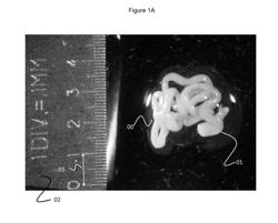 OPTICAL PROJECTION TOMOGRAPHY MICROSCOPY (OPTM) FOR LARGE SPECIMEN SIZES