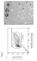 METHODS FOR DIAGNOSING HUMAN IMMUNODEFICIENCY VIRUS INFECTIONS