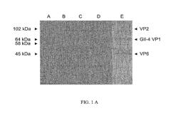 Norovirus capsid and rotavirus VP6 protein for use as combined vaccine