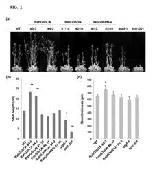 RabG3b gene and protein thereof for regulating late stage xylem development, method for promoting plant biomass and transgenic plant comprising the same