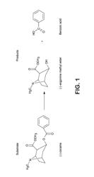 THERMOSTABILIZATION OF PROTEINS