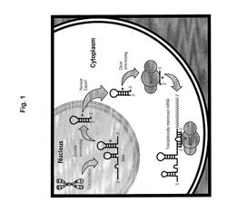 METHODS AND COMPOSITIONS INVOLVING MIRNA AND MIRNA INHIBITOR MOLECULES