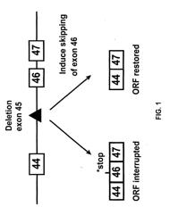 INDUCTION OF EXON SKIPPING IN EUKARYOTIC CELLS