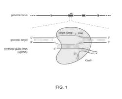 Engineering of systems, methods and optimized guide compositions for sequence manipulation