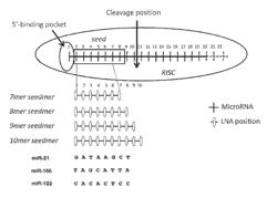 MicromiRs