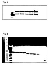 Complex of bi-specific antibody and digoxigenin conjugated to a therapeutic or diagnostic agent