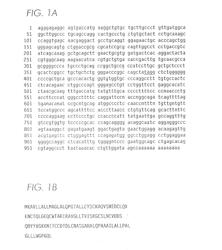 PSCA: PROSTATE STEM CELL ANTIGEN AND USES THEREOF