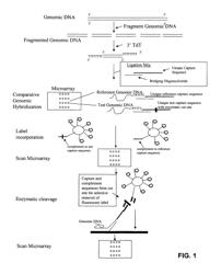 Single label comparative hybridization