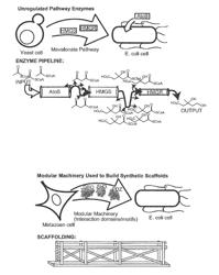 Use of Synthetic Scaffolds for the Production of Biosynthetic Pathway Products