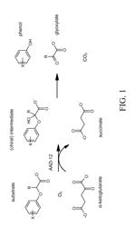 Herbicide resistance genes