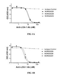 LECTIN-LIKE OXIDIZED LDL RECEPTOR 1 ANTIBODIES AND METHODS OF USE