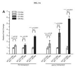 TRANSPOSON ACTIVATION DURING AGING AND NEURONAL DECLINE