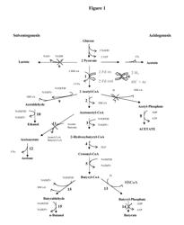 PROCESS FOR THE BIOLOGICAL PRODUCTION OF n-BUTANOL WITH HIGH YIELD