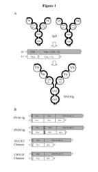 Dual Variable Domain Immunoglobulin and Uses Thereof