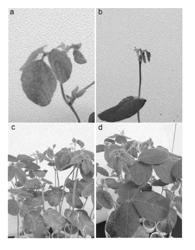 SOYBEAN RESISTANT TO CYST NEMATODES