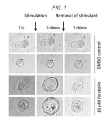 RAPID QUANTITATIVE ASSAY TO MEASURE CFTR FUNCTION IN A PRIMARY INTESTINAL CULTURE MODEL