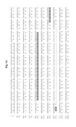 Nucleic acids encoding fungal protease