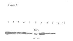 METHODS OF MODULATING IMMUNOLOGICAL RESPONSES BY ADMINISTERING TRUNCATED BAFF RECEPTORS