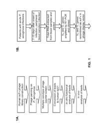 COMBINATION THERAPIES USING ANTI-PSEUDOMONAS PSL AND PCRV BINDING MOLECULES