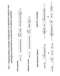 ALPHAVIRUS VECTORS FOR RESPIRATORY PATHOGEN VACCINES