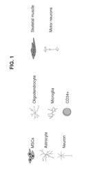 MESENCHYMAL STEM CELLS FOR IN VITRO MODELING AND CELL-BASED THERAPY OF HUMAN DISEASES AND BANKS THEREOF