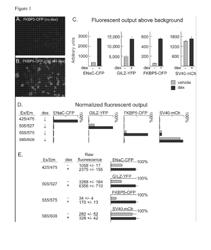 Method of treating disease and selectively modulating transcriptional regulation by a glucocorticoid receptor by administering aclacinomycin and dexamethasone