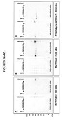 PURIFICATION OF FLAVIVIRUSES