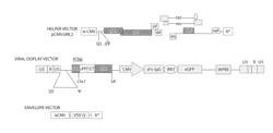 LENTIVIRAL VECTORS AND USES THEREOF