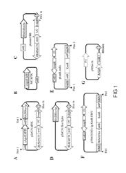 Minicircle DNA vector preparations and methods of making and using the same