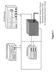 Alternating electric current directs, enhances, and accelerates mesenchymal stem cell differentiation into either osteoblasts or chondrocytes but not adipocytes