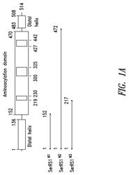 Innovative discovery of therapeutic, diagnostic, and antibody compositions related to protein fragments of seryl-tRNA synthetases