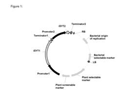 Plants having enhanced yield-related traits and a method for making the same