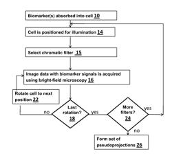 Functional imaging of cells with optical projection tomography