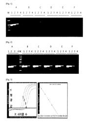 COMPOSITION FOR HOT-START REVERSE TRANSCRIPTION REACTION OR HOT-START REVERSE TRANSCRIPTION POLYMERASE CHAIN REACTION